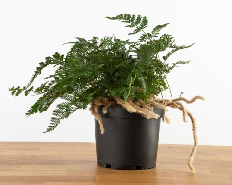 Humata tyermanii – White Rabbits Foot Fern