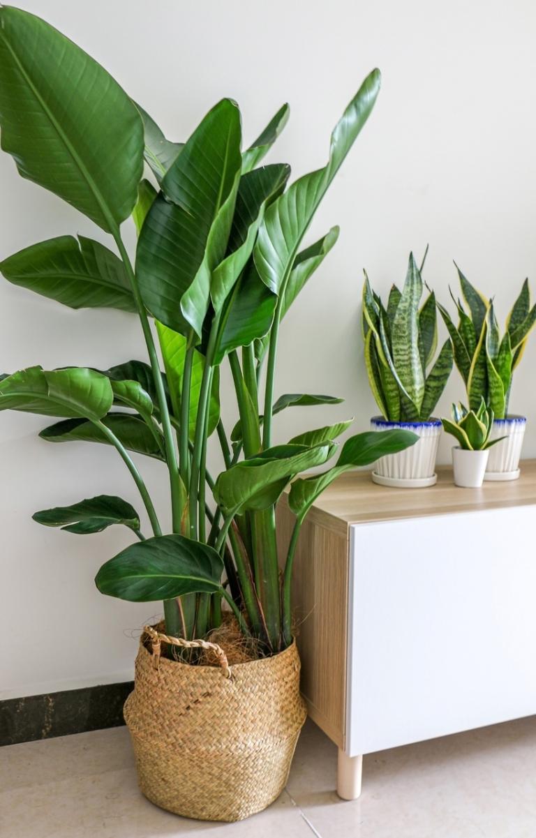 Strelitzia nicolai - ‘Giant Bird of Paradise’