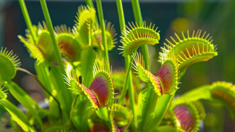 Carnivorous plant