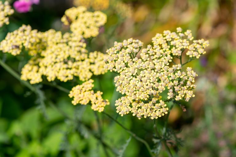 Achillea ‘Crème De La Crème’