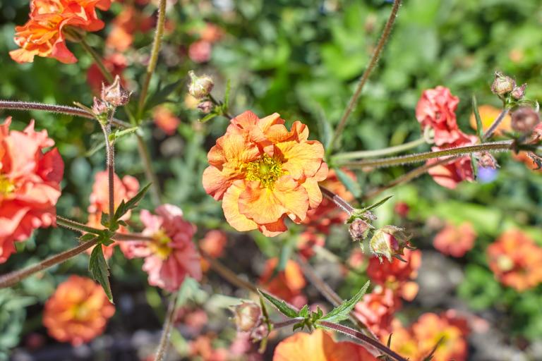 Geum 'Scarlet Tempest'