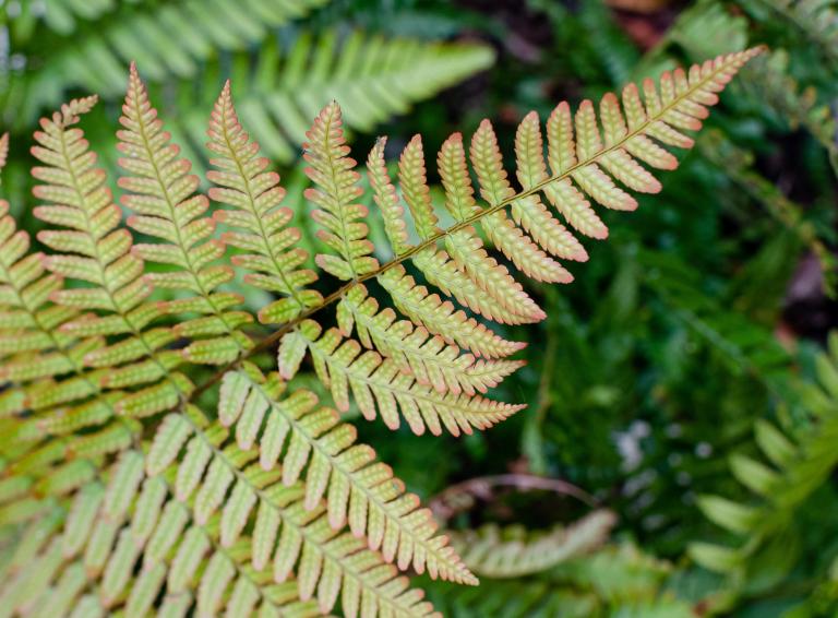 Dryopteris erythrosora