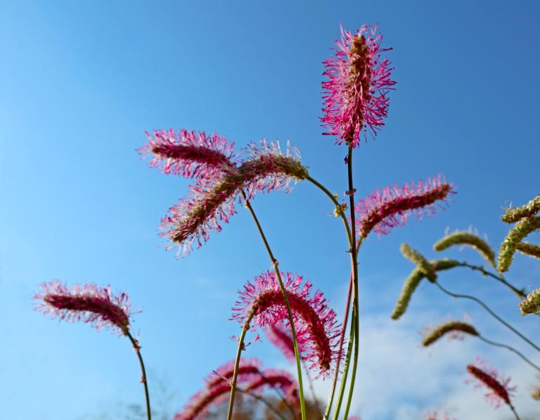 Sanguisorba officinalis 'Pink Tanna' - Burnett