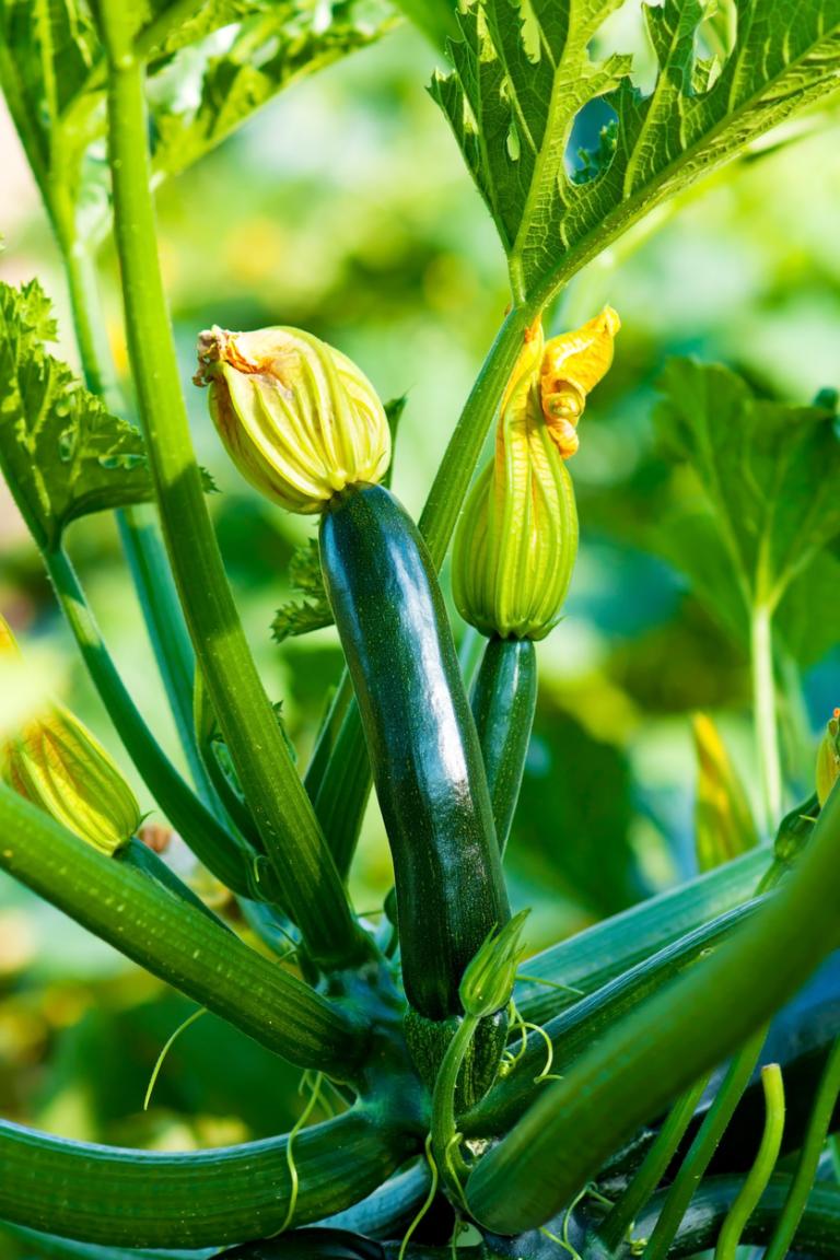 What vegetables to harvest in September