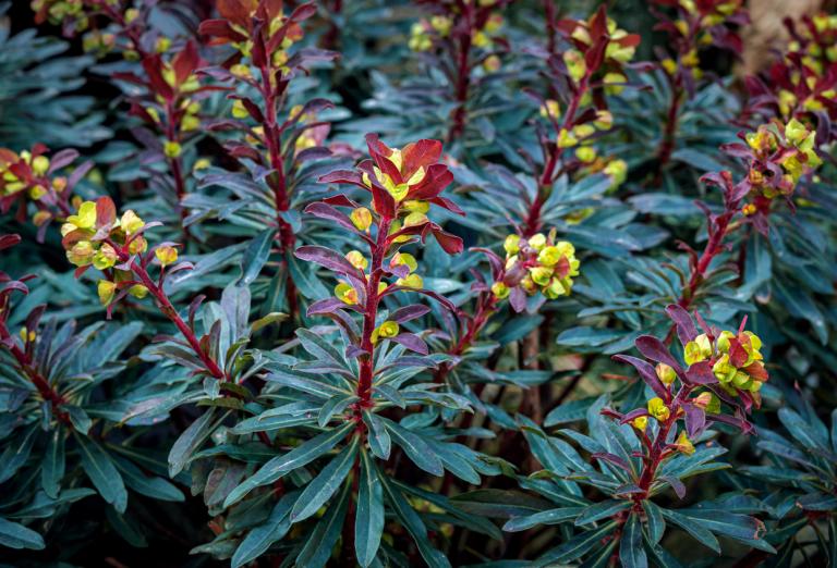 Euphorbia ‘Miners Merlot’ – Spurge