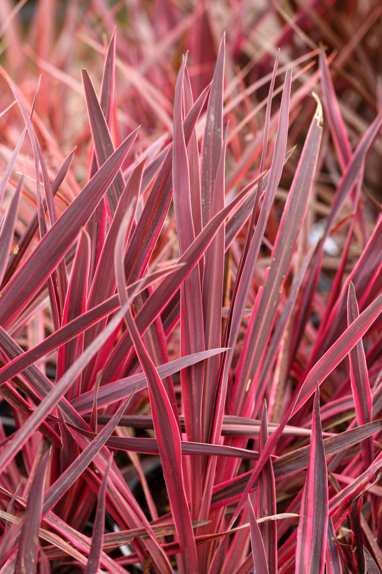 Cordyline Australis 'Red Star' - Cabbage Palm