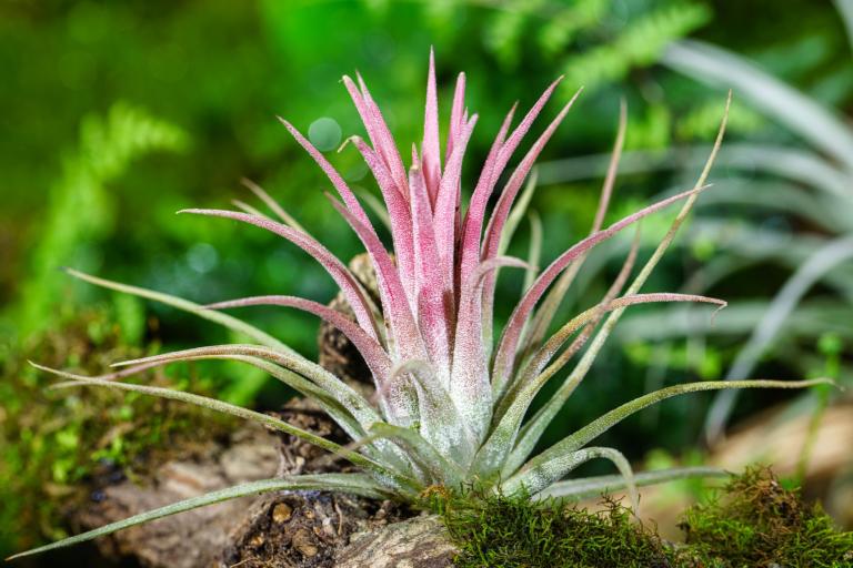 Air plants