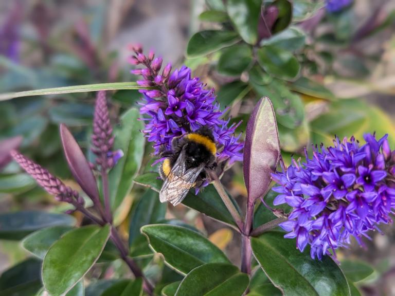 Plants that attract pollinators