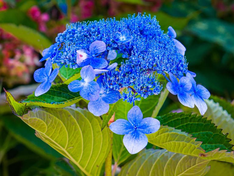 Hydrangea macrophylla