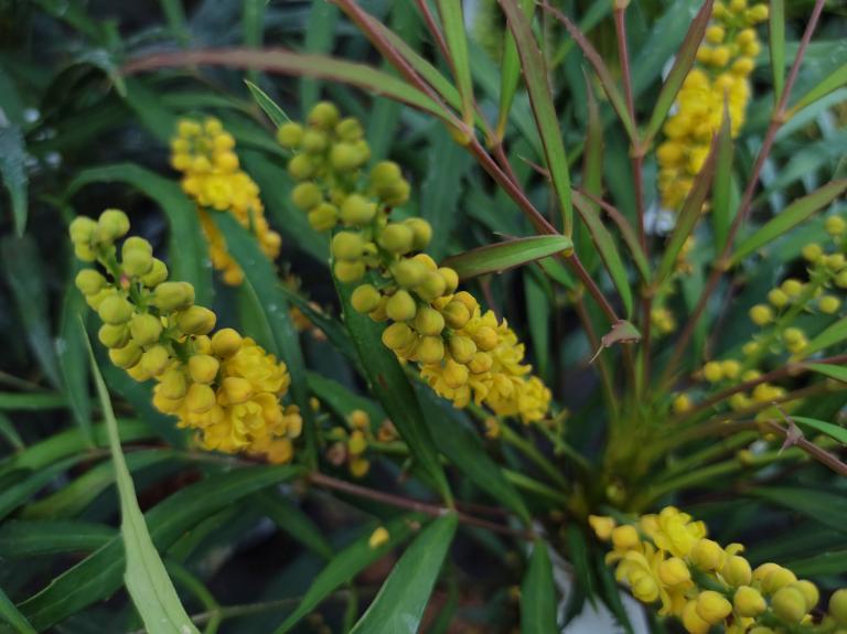 Mahonia 'Soft Caress'
