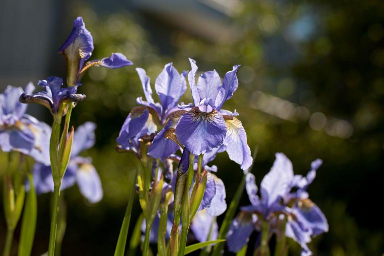 Iris 'Persimmon'