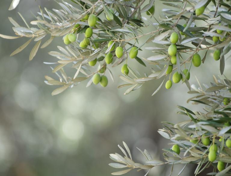 Olea europea