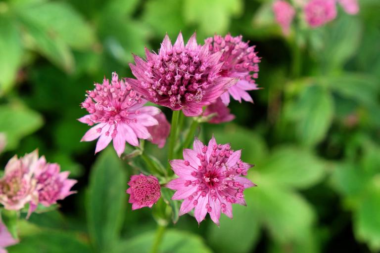 Astrantia ‘Roma’