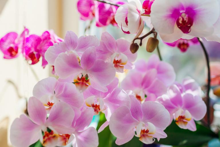 Pink Orchid