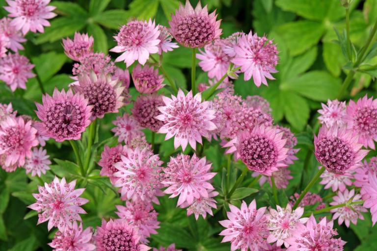 Astrantia Major 'Roma'