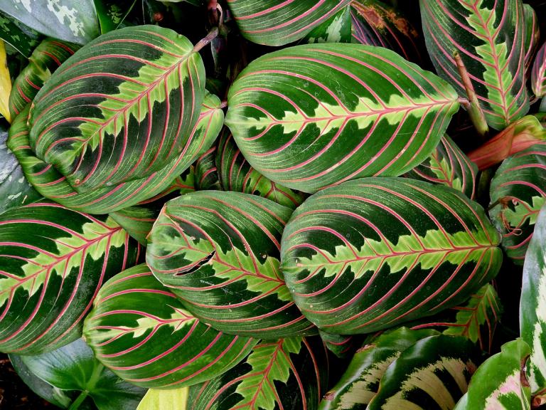 Maranta Fascinator – Prayer Plant