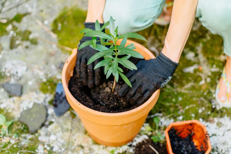 So you have your plant, what's next?