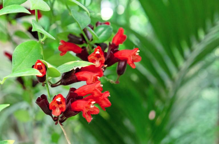 Aeschynanthus 'Twister' – Lipstick Plant