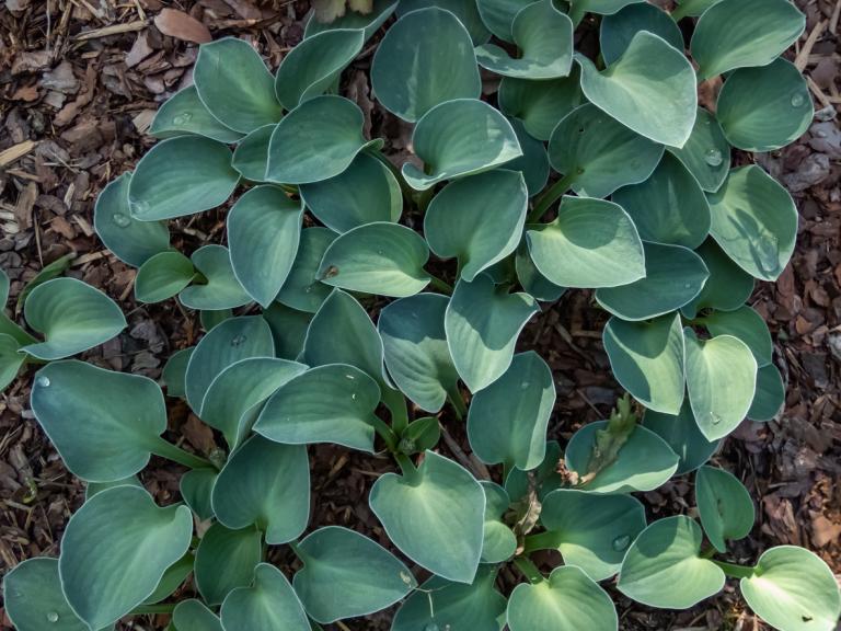 Hosta 'Blue Mouse Ears' - Plantain lily