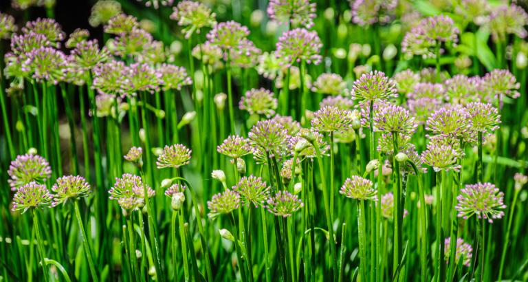 Allium 'Bubble Bath'