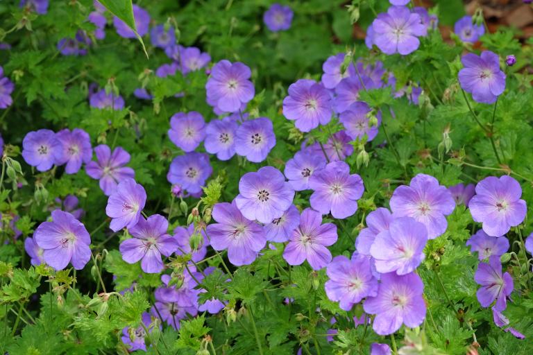 Geranium ‘Rozanne’