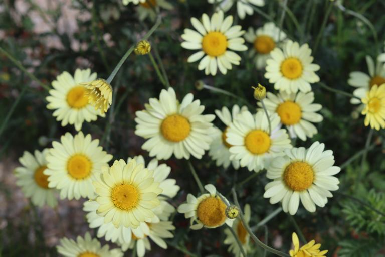 Anthemis Hybrida 'Ec Buxton' - Golden Marquerite