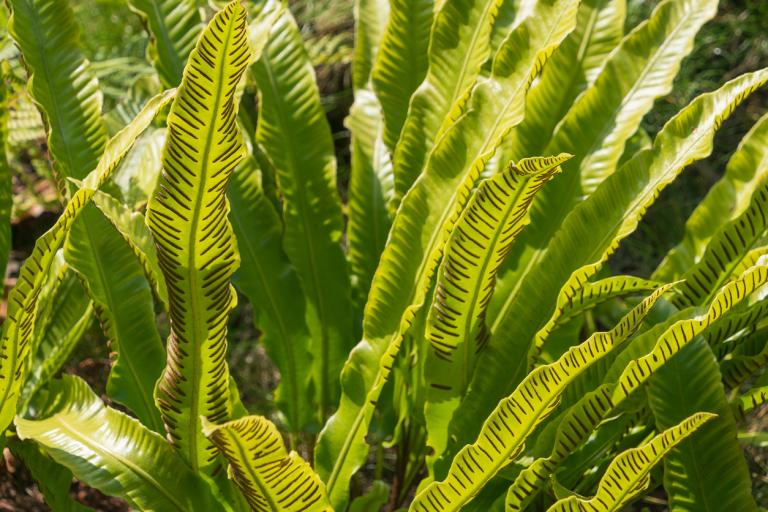 Asplenium Scolopendrium - Hart's Tongue Ferns