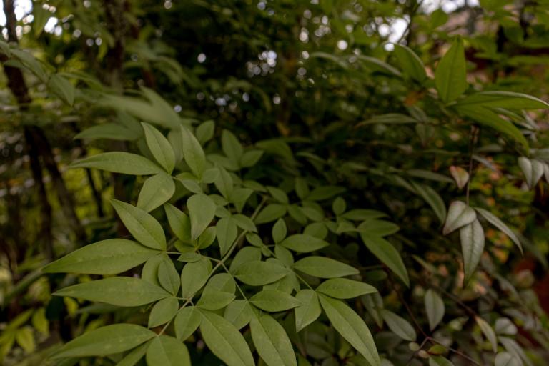 Nandina ‘Lemon & Lime’ - Heavenly Bamboo