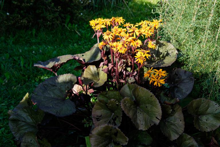 Ligularia dentata 'Pandora' - Golden groundsel