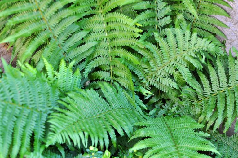 Dryopteris Filix-Mas – Male Ferns