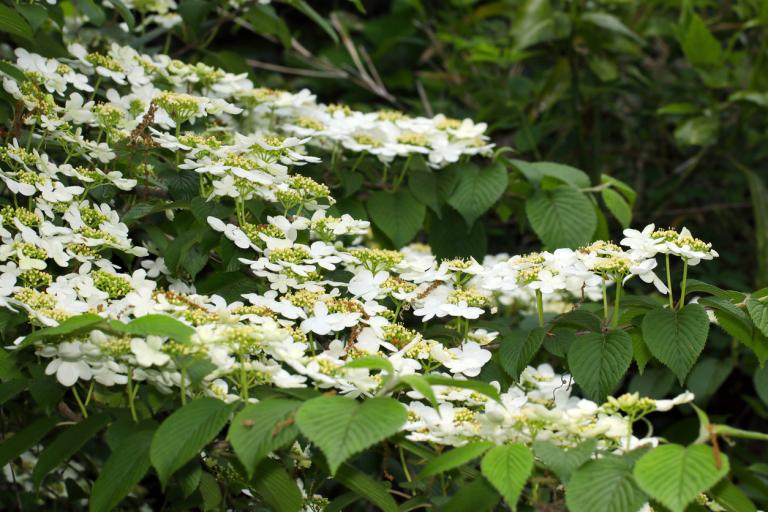 Viburnum Plicatum 'Kilimanjaro'