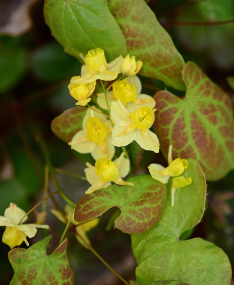Epimedium × perralchicum 'Fröhnleiten' – Barrenwort
