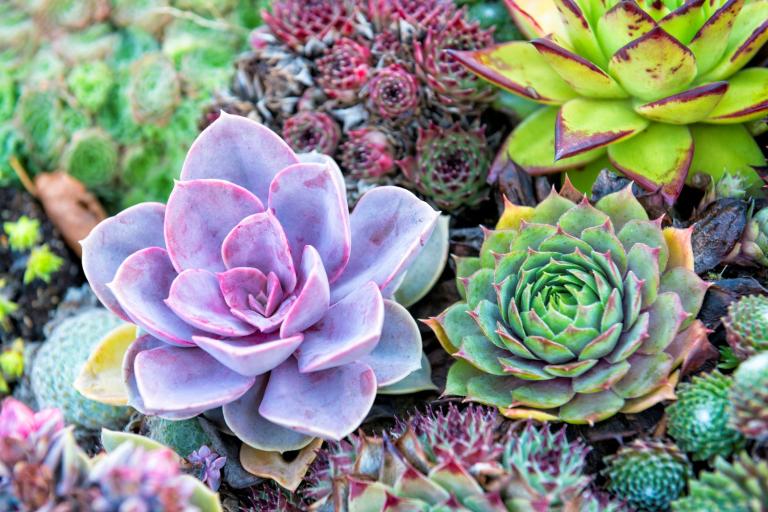 Cacti and Succulents