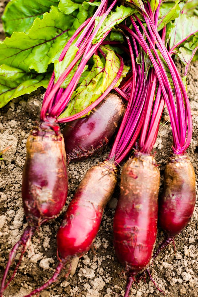 What vegetables to plant in July