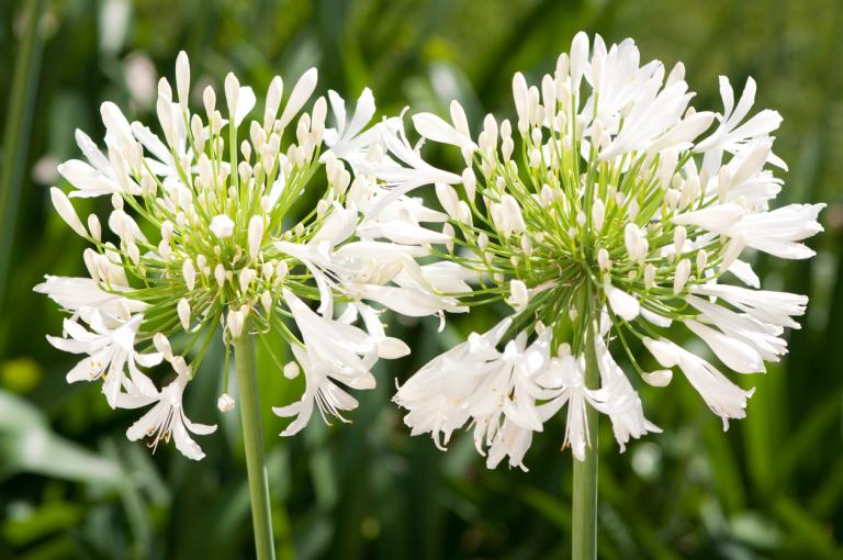 Agapanthus ‘Bridal Bouquet’