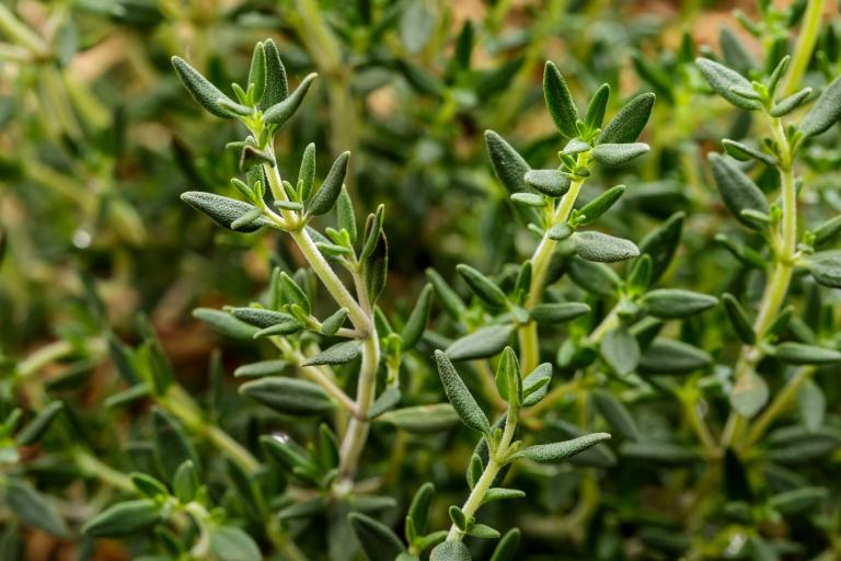 Thymus vulgaris