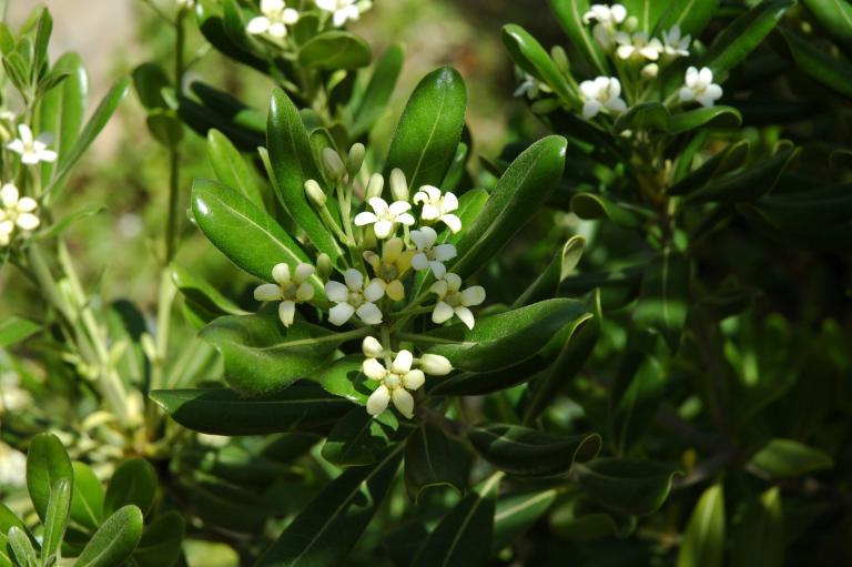 Pittosporum tobira