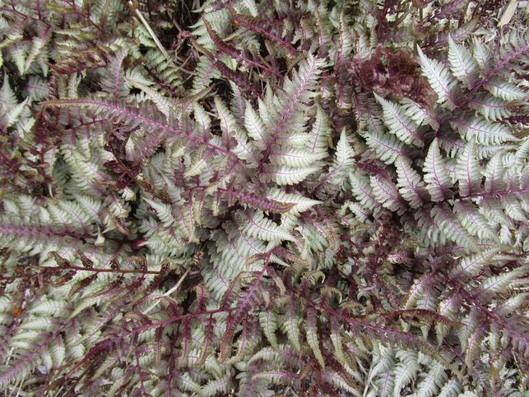 Athyrium niponicum var. pictum 'Ursula's Red'- 'Painted Lady Fern'