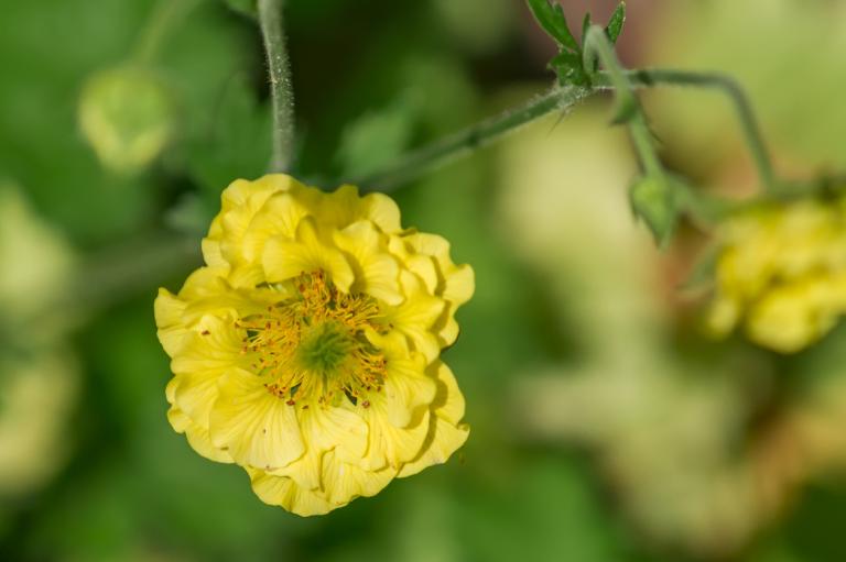 Geum 'Flore Plena Sunrise'