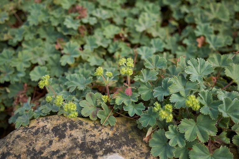 Alchemilla Erythropoda