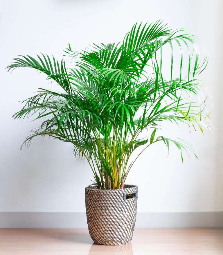 Dypsis lutescens - Areca palm
