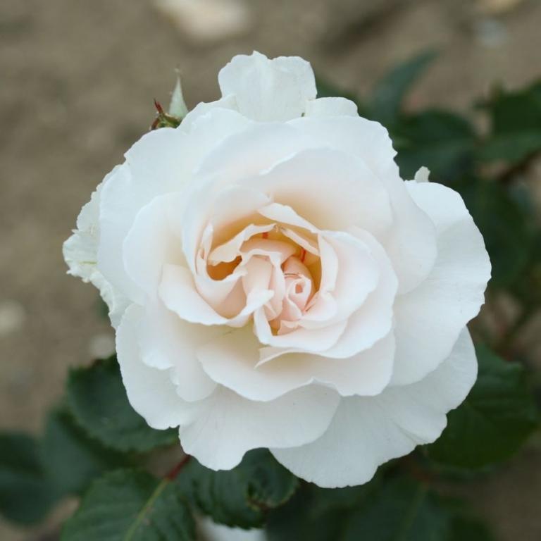 Rosa Margaret Merril ('Harkuly')