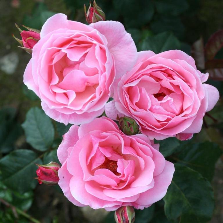Rosa 'The Queen Elizabeth'