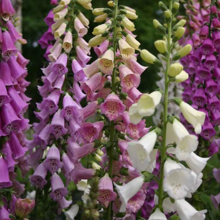 Foxglove Excelsior Mixed 