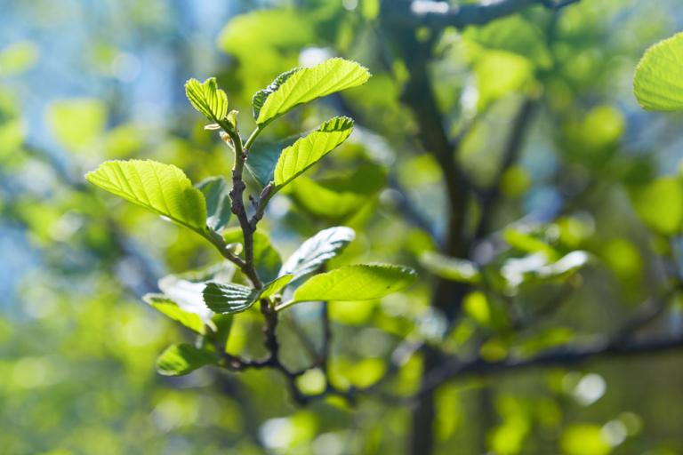 Common Alder (Alnus glutinosa)