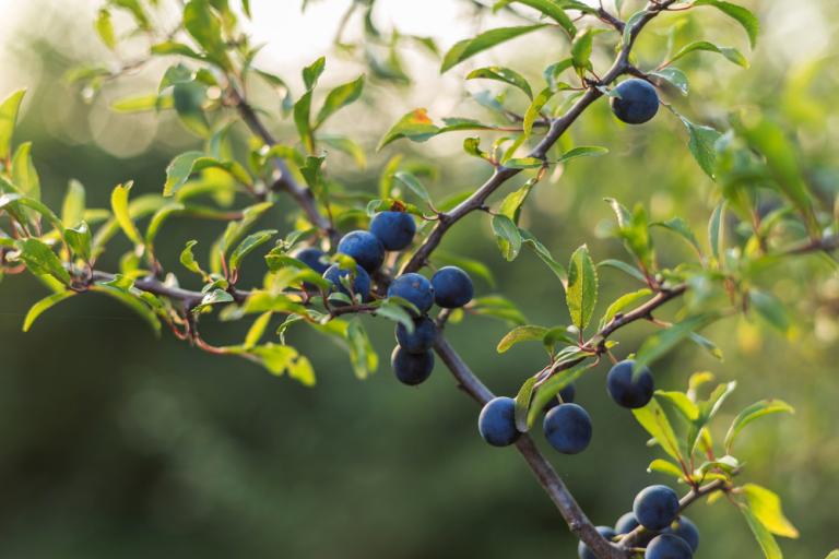 Blackthorn (Prunus spinosa)