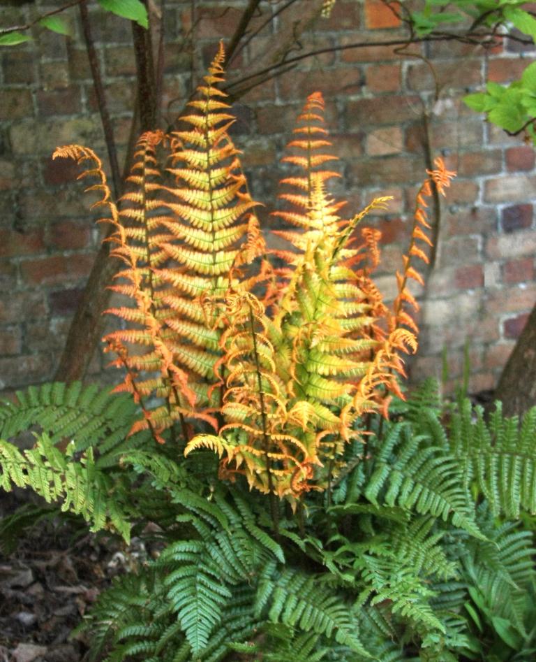 Dryopteris ‘Jurassic Gold’