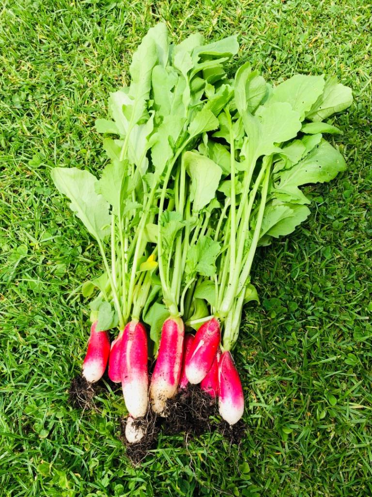 What vegetables to harvest in June