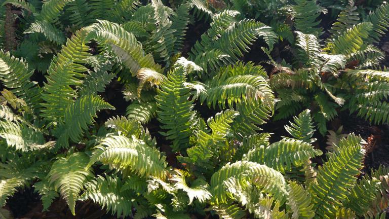 Dryopteris cycadina
