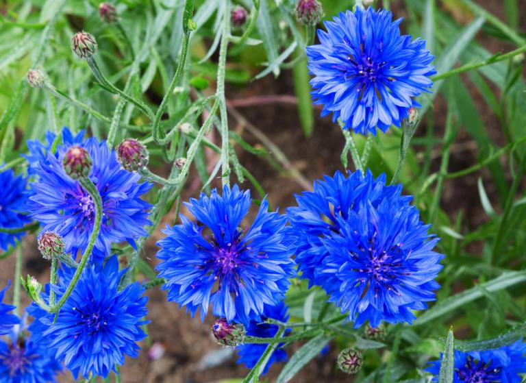 CORNFLOWER Blue Ball 